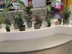 -茶芭蕾·新疆酸奶(美美1店)