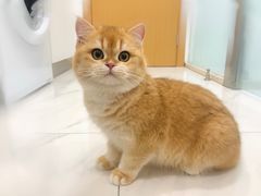 -东方名猫馆·英短金渐层布偶猫舍(环线广场1号楼店)