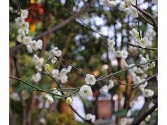 -龙华寺