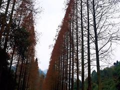 -张醪糟