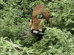 -都江堰中华大熊猫苑