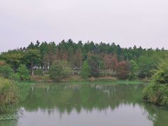 -瑶湖郊野森林公园