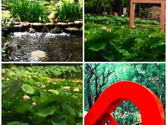 -陈家山荷花公园