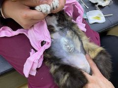 -瑞派天宁宠物医院·猫科·异宠中心