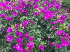 -紫颐香薰山谷景区