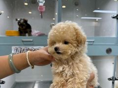 -萌宠之家·腊肠犬·马尔泰·小体犬舍