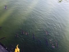 iphone_upload_pic-北京民族园葉子里酒店(鸟巢店)