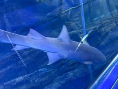 -太平洋海底世界