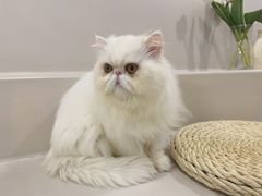 -More Fun猫咖 二十只万元加菲主题
