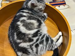 -藏猫猫咖啡主题馆(中央大道店)