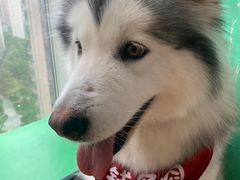 -Husky Go! 哈士奇体验馆·宠物咖啡厅狗咖