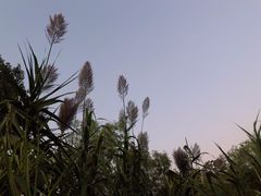 -长兴太湖图影湿地文化园