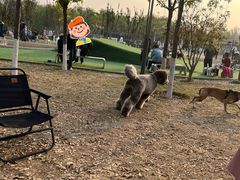 -爪吧宠物乐园·宠物泳池(温榆河示范区店)