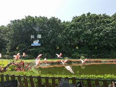 -广州长隆飞鸟乐园