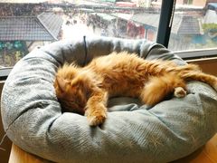 -绒爪撸猫下午茶·猫咖