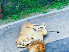 -大连森林动物园