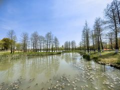 -九科绿洲