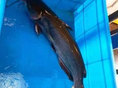 -忆乡情铁锅炖鱼饭店(延庆店)