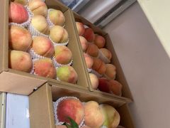 -南汇新场正宗水蜜桃采摘