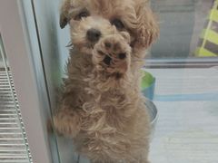 -FAELING PETS美天灵宠物(合生汇店)