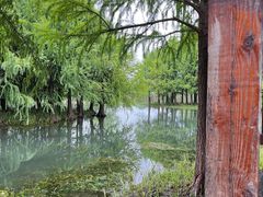 -贡湖湾湿地公园