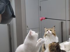 -More Fun猫咖 二十只万元加菲主题