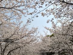 -高东镇樱花园