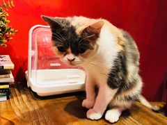 -猫色咖啡·猫咖