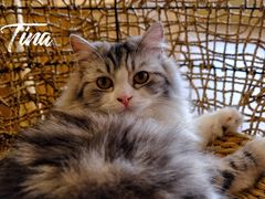 -飞行喵MR PILOT|猫舍·猫咖(静安大融城店)