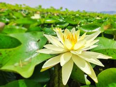 -漩门湾国家湿地公园