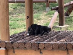 -石家庄市动物园