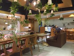 大堂-柴务处·柴犬主题狗咖