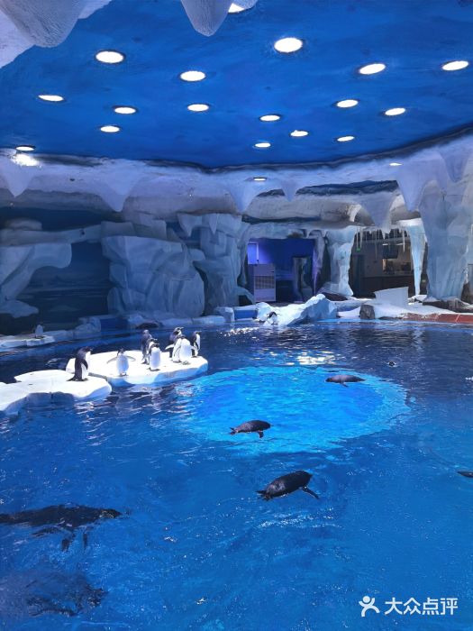 上海海昌海洋公园图片