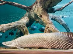 -上海海洋水族馆
