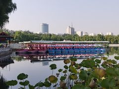 -莲花池公园