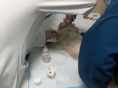 -恒幸动物医院·急重症转诊中心·神经内外科·CT核磁