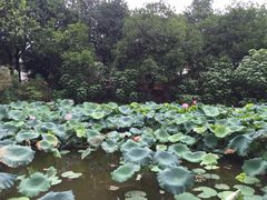 -华雅花园大酒店