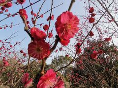 -上海佘山国家森林公园天马山园