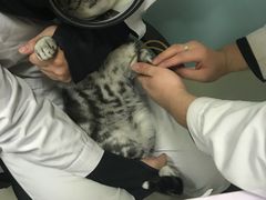 -中农大我爱我爱24h动物医院·中医针灸·猫专科·骨科医疗中心(双井店)