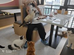 -喵园·猫主题咖啡厅·撸猫·猫咖(国贸店)