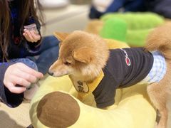 -逗柴咖啡屋·狗咖猫咖宠物桌游