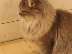 -Let's go狗咖·猫咖·奶狗·桌游(春熙路IFS店)