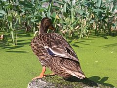 -莲湖公园
