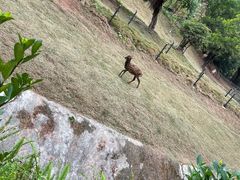 -深圳野生动物园
