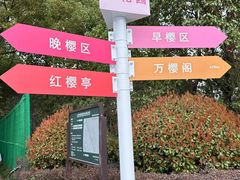 -高东镇樱花园