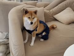 -怪兽屋·羊驼·猫咖·狗咖(俊华广场店)