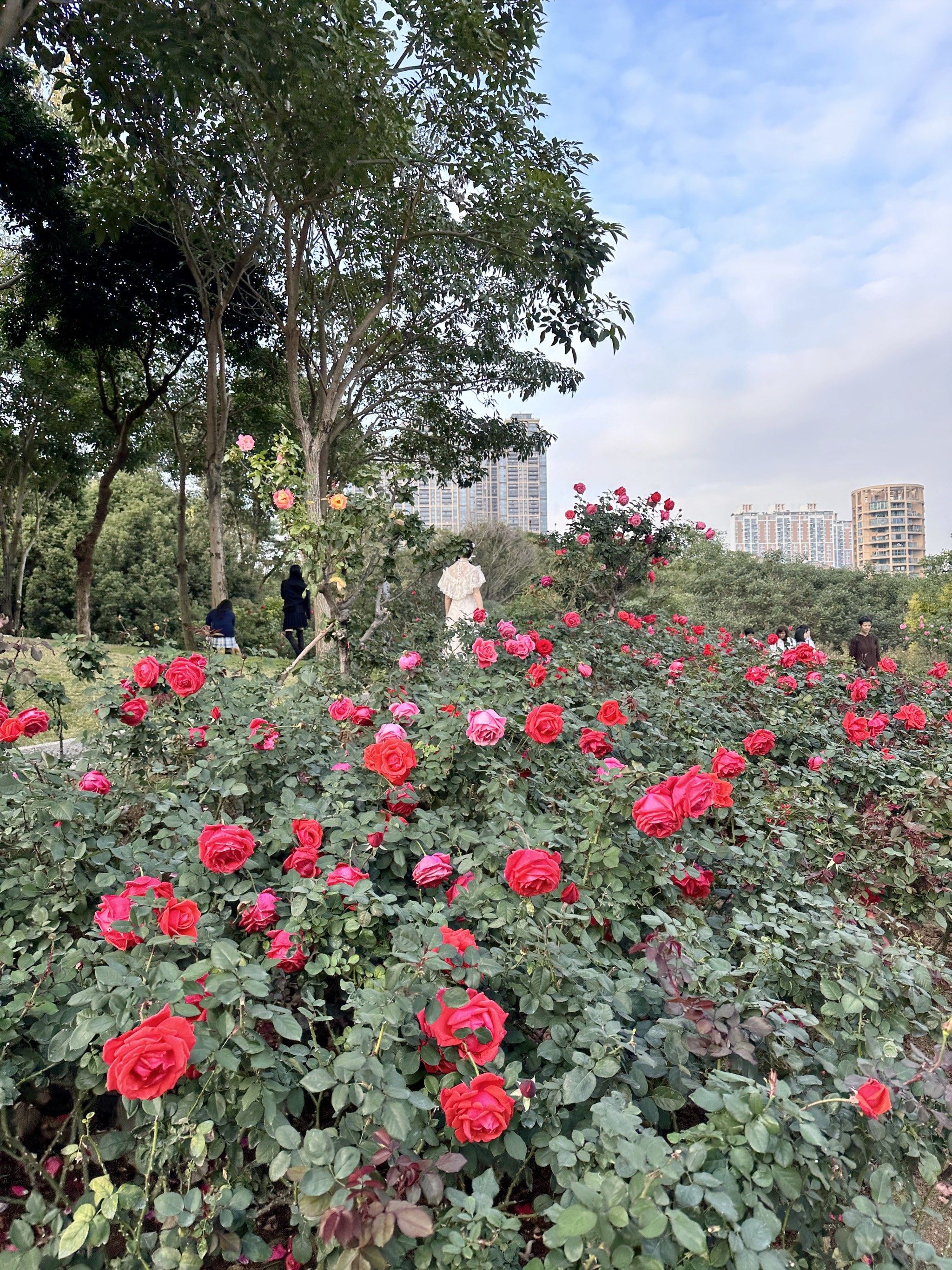 深圳香蜜公园7415莫奈玫瑰花海98好大一片浪漫