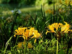 -西山漾湿地公园