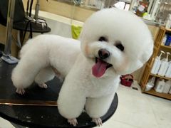 -多卡布奇宠物生活馆(上林世家店)