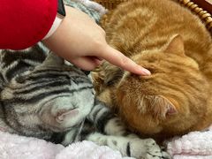 -猫友咖啡店(玉林西路店)